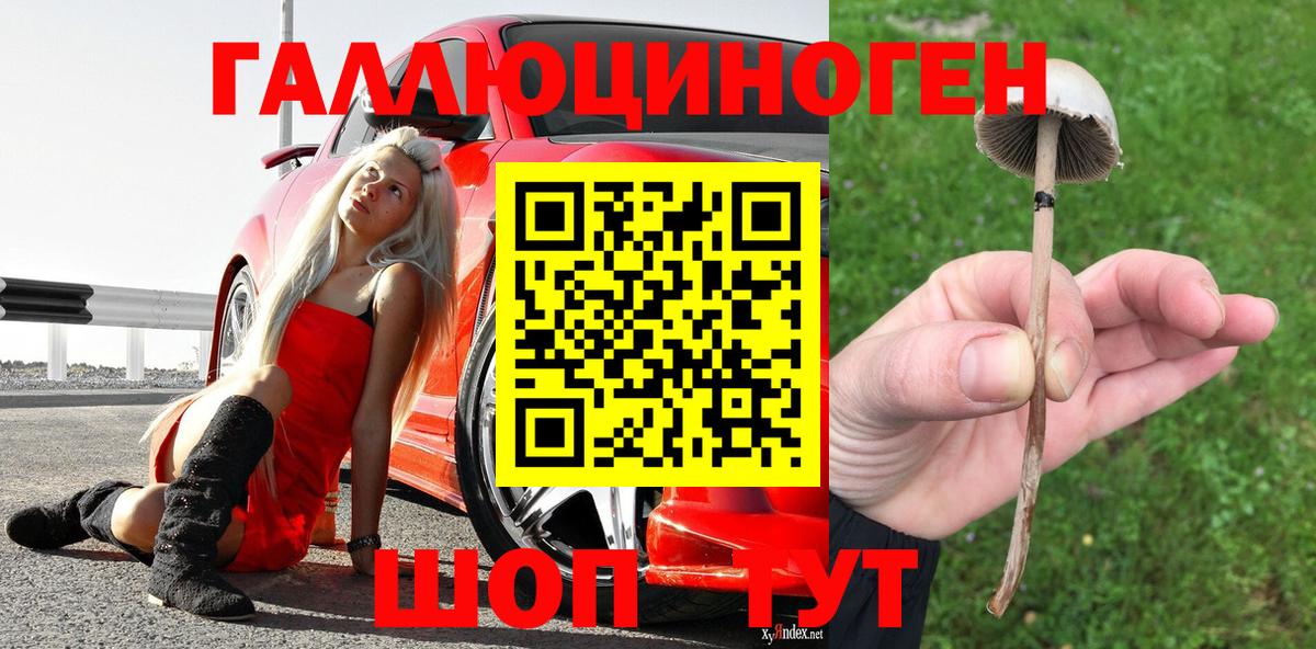 Всеволожск  Псилоцибиновые грибы Psilocybine cubensis  Вход с VPN 